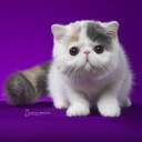 Quando um gato brasileiro vira sensação mundial